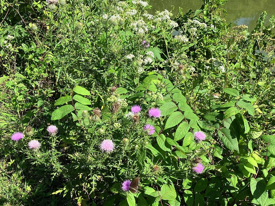 Blue thistle and white flowers in Central Kentucky Photograph by Stevie ...