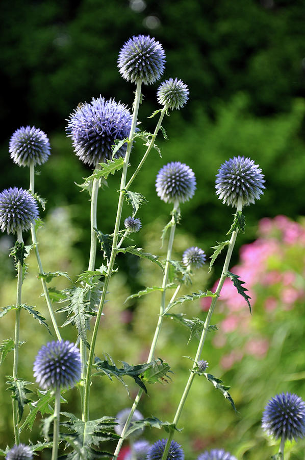 Blue Thistle Photograph by Rick Hansen - Fine Art America