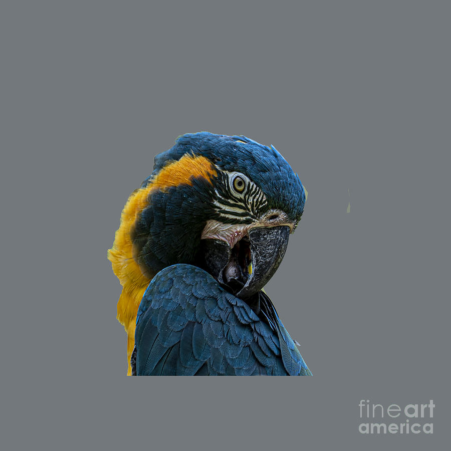 Blue Throated Mac Caw Photograph by Daniel Hebard