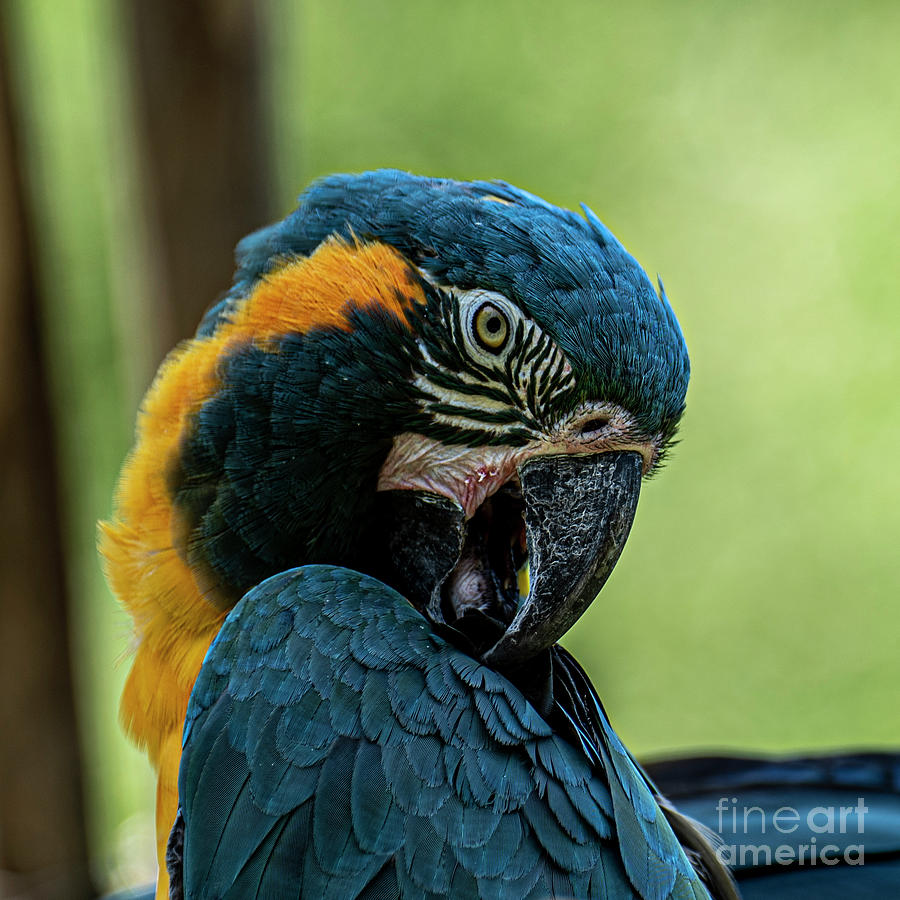 Blue Throated Macaw Photograph by Daniel Hebard