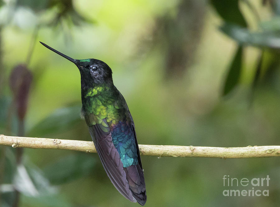 Hummingbird Photograph - Blue-Throated Starfrontlet Male by Eva Lechner