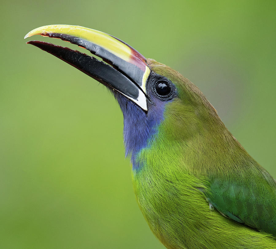 Blue-Throated Toucanet Photograph by Max Waugh