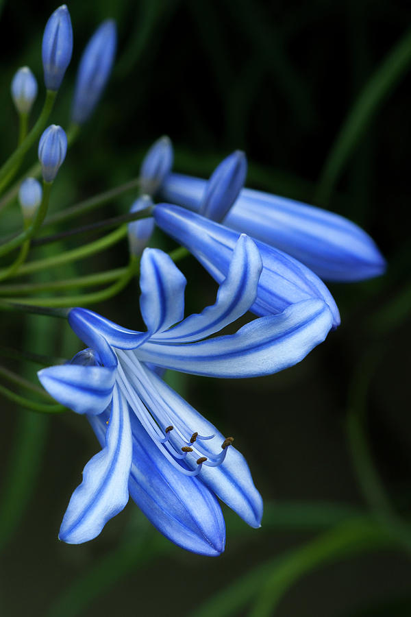 Blue Tiger Lily Photograph by Ginger Stein