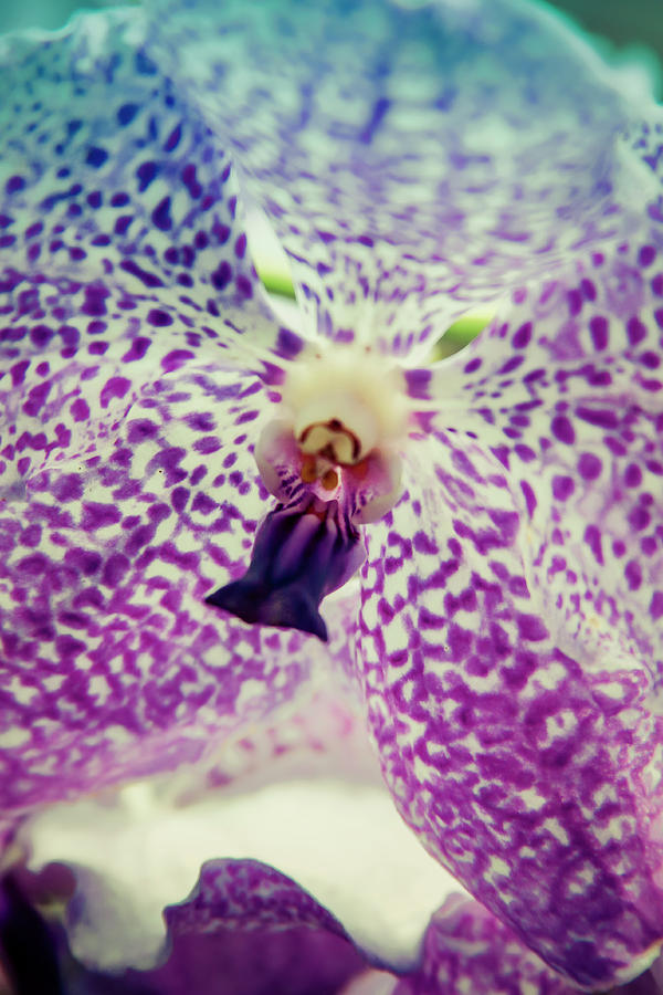 Blue Tinted Princess Mikasa Blue Orchid Photograph by Tanya Owens