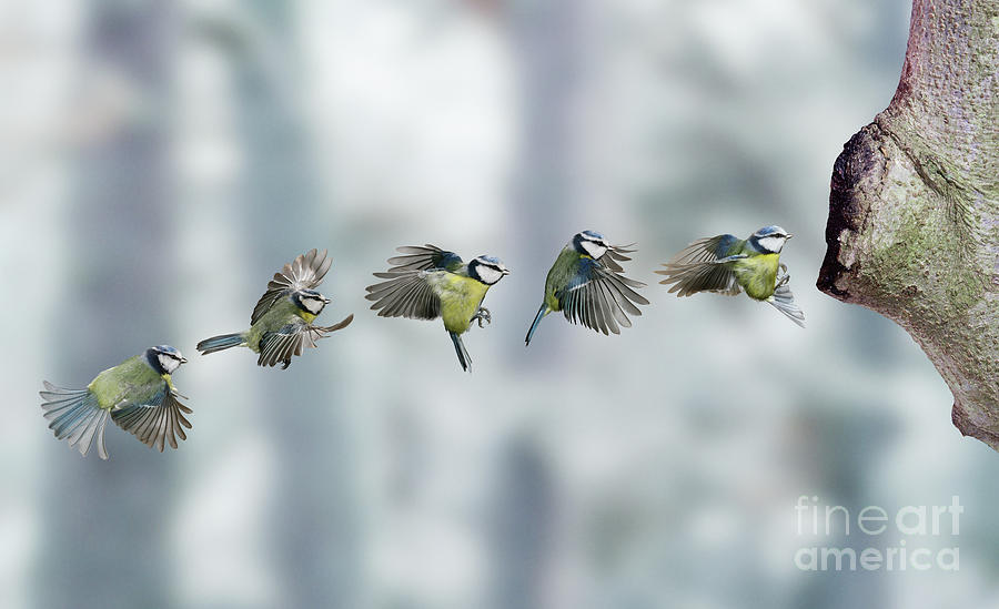 Blue tit alighting multiple sequence Photograph by Warren Photographic