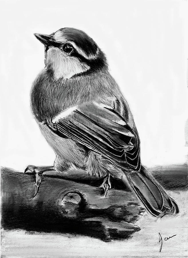 Blue Tit Drawing by Ian Johnson