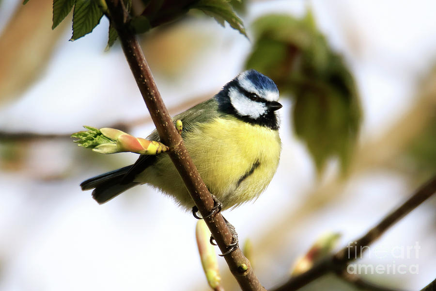 Blue Tit in Spring Photograph by Terri Waters