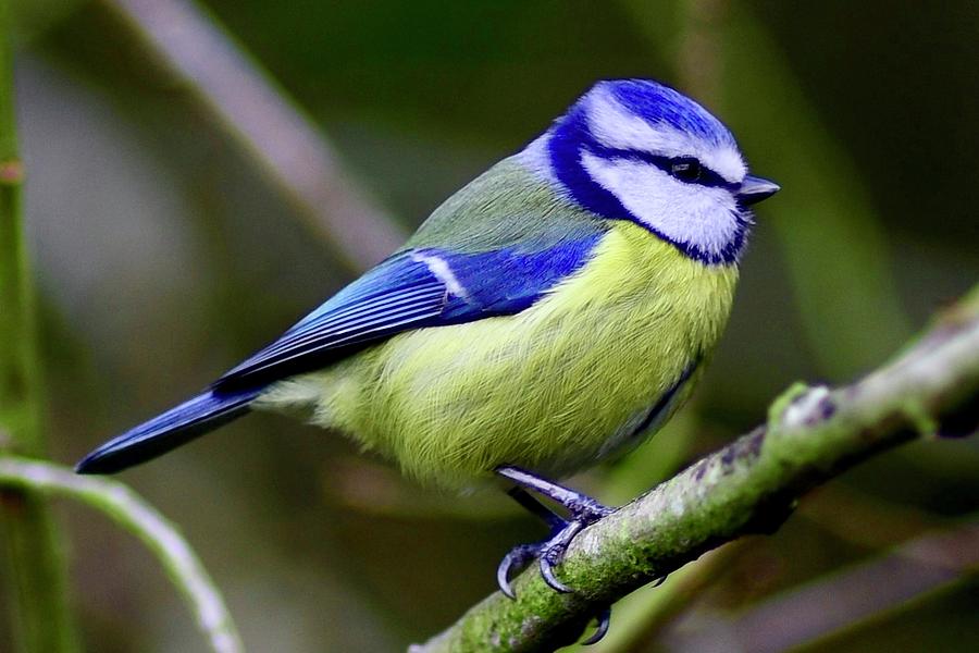 Blue Tit Photograph by Neil R Finlay