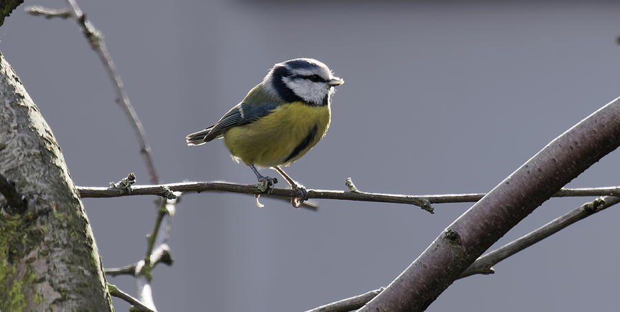 Blue Tit On A Branch Photograph by Jeff Townsend