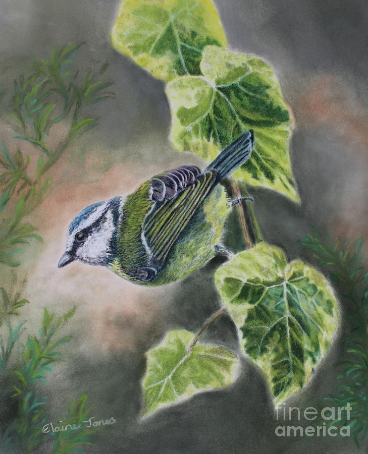 Blue tit on ivy leaves Painting by Elaine Jones