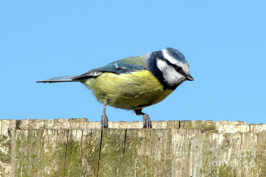 Blue Tit on the Fence Photograph by Baggieoldboy