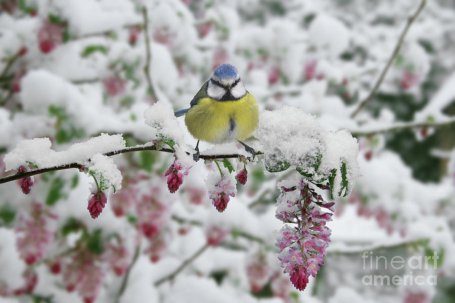 Blue tit Spring Snow Photograph by Warren Photographic