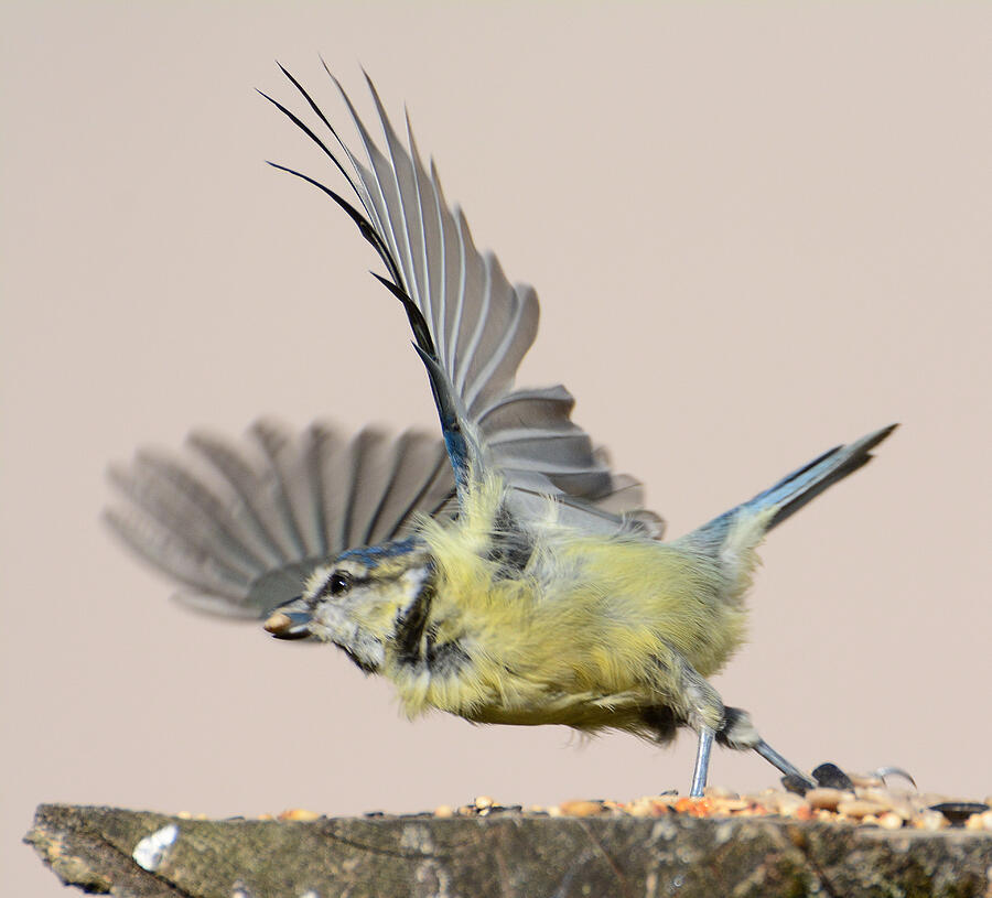 Blue Tit taking off Photograph by CathyDoi
