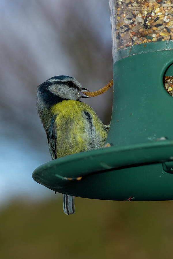 Blue tit with meal worm Photograph by Steev Stamford