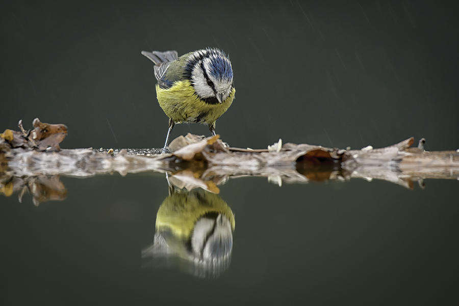 Blue tit with reflection Photograph by Alan Tunnicliffe Photography