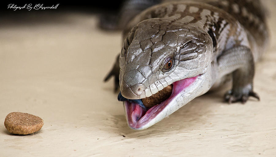 Blue tongue lizard 21 Digital Art by Kevin Chippindall Blue tongue lizard 21 Digital Art by Kevin Chippindall