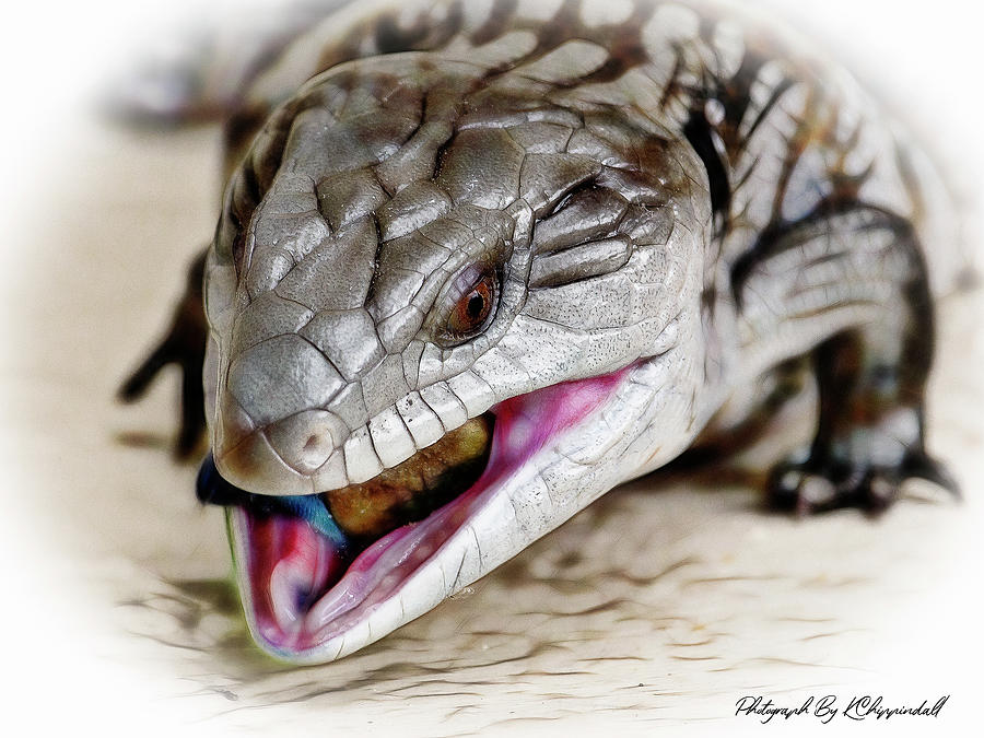 Blue tongue lizard 55 Digital Art by Kevin Chippindall