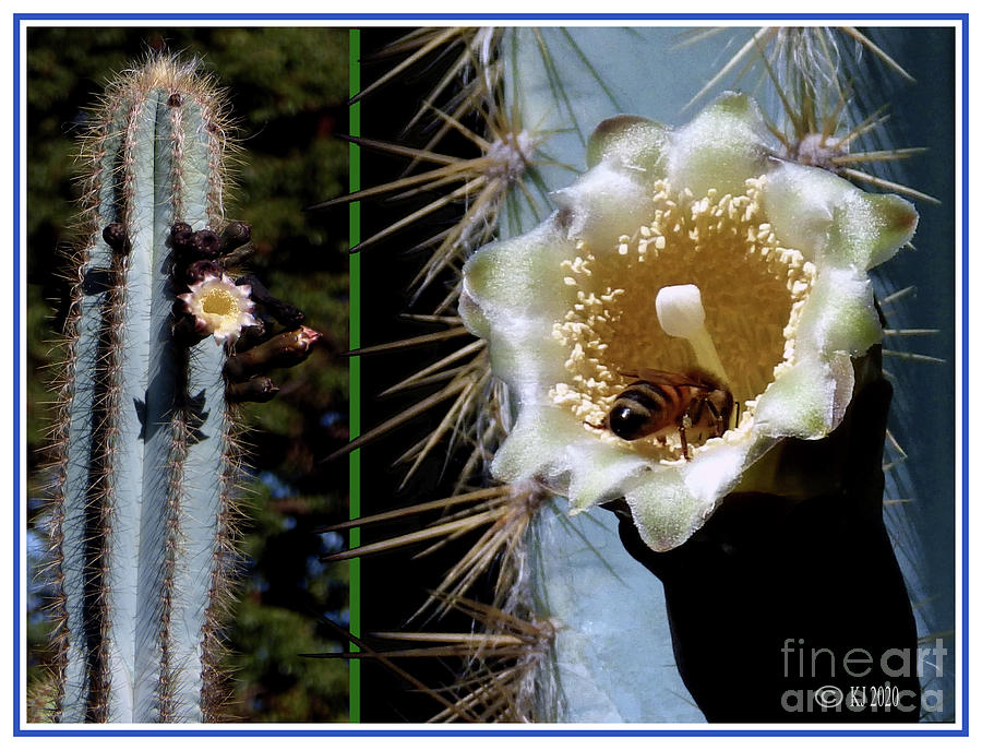 Blue Torch Cactus - Pilosocereus azureus Photograph by Klaus Jaritz