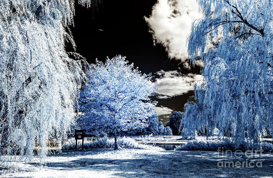 Blue Tree Infrared at Colonial Park Photograph by John Rizzuto