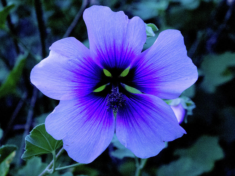 Blue Tropical Flower Photograph by David Desautel