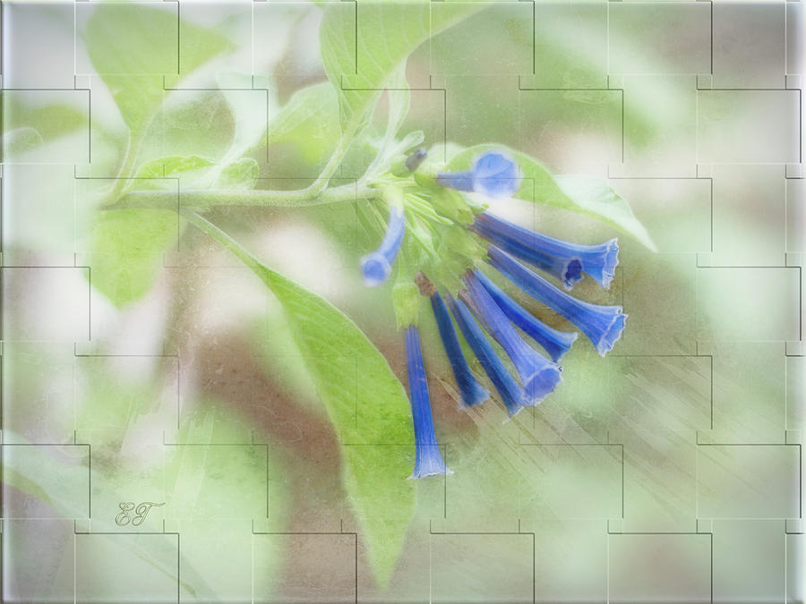 Blue Trumpet Flowers 2 Photograph by Elaine Teague