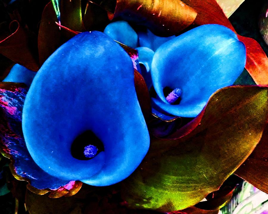 Blue Tube Flower Photograph by Andrew Lawrence