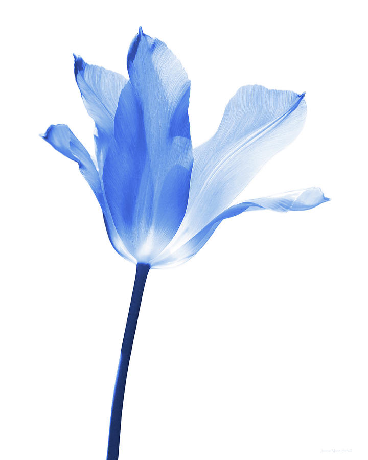 Blue Tulip Flower on White Photograph by Jennie Marie Schell
