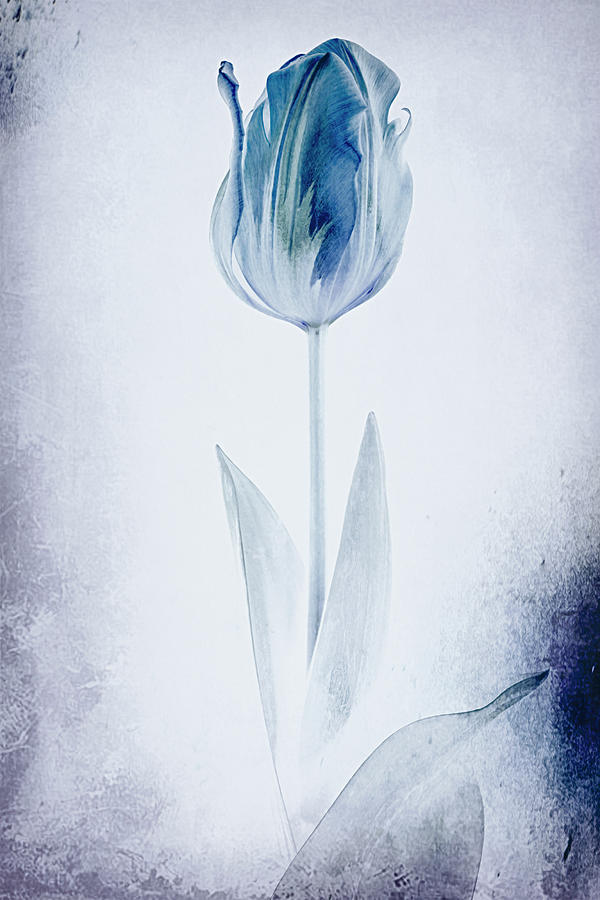 Blue Tulip Photograph by Judi Kubes