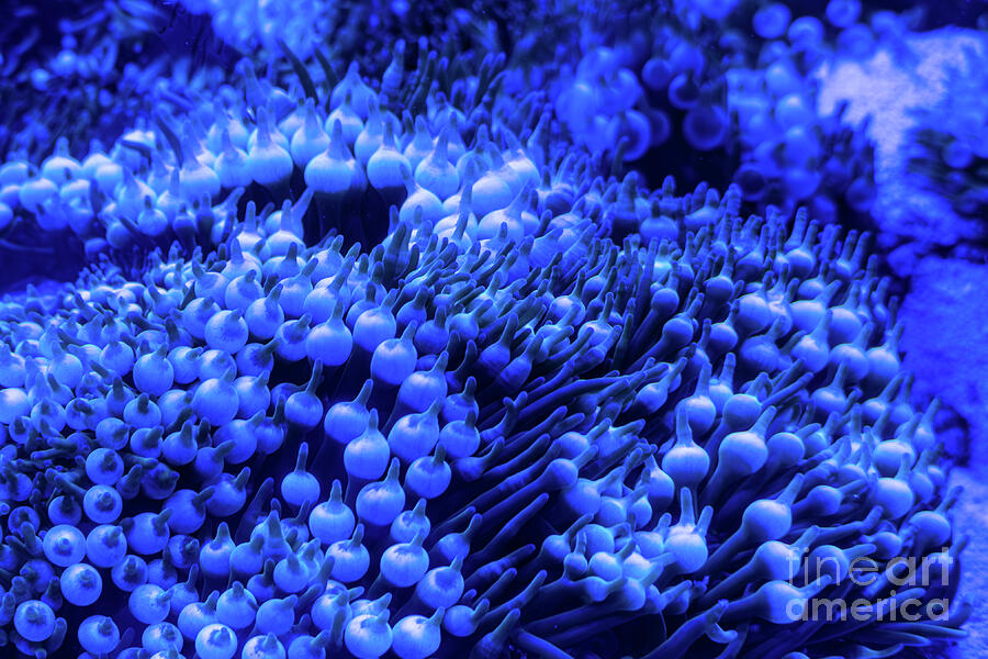 Blue Underwater Coral Close-Up Photograph by UA-Visions Blue Underwater Coral Close-Up Photograph by UA-Visions
