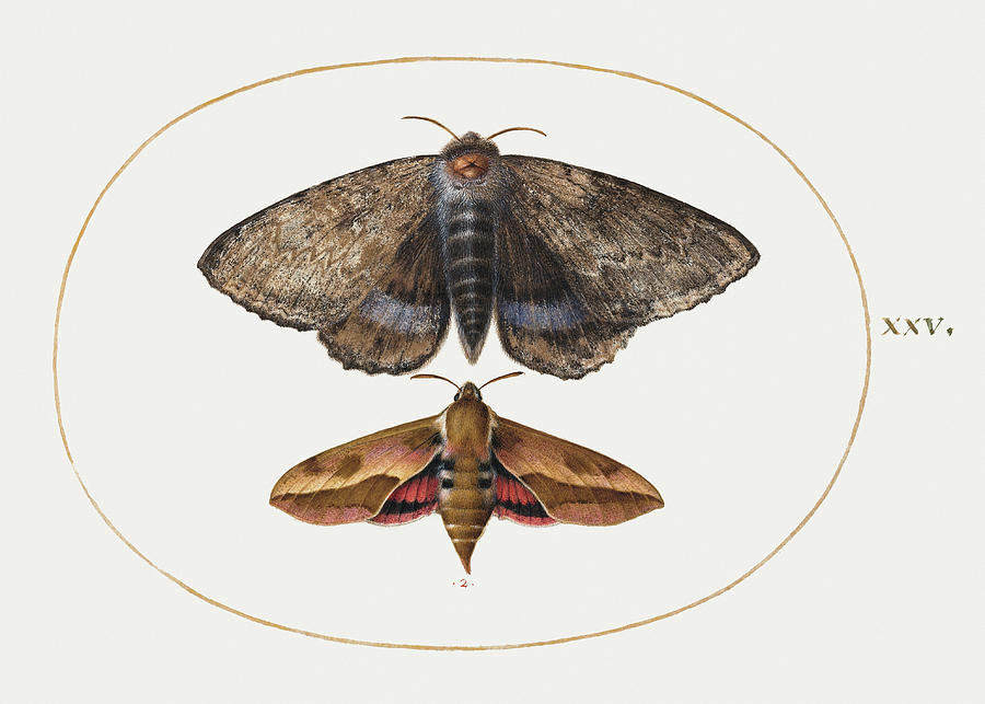 Blue Underwing Moth and Spurge Hawk Moth Painting by MotionAge Designs