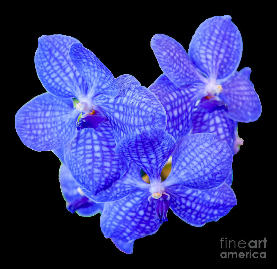 Orchid Photograph - Blue Vanda Orchids, 1-22 by Glenn Franco Simmons