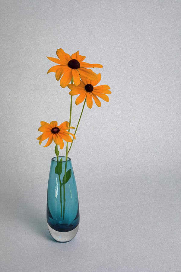 Blue Vase on White Background with Three Black-eyed Susans Photograph by Charles Floyd