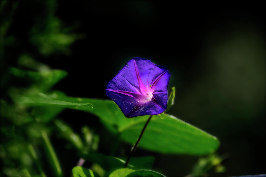 Blue vine flower glowing Photograph by Dan Friend