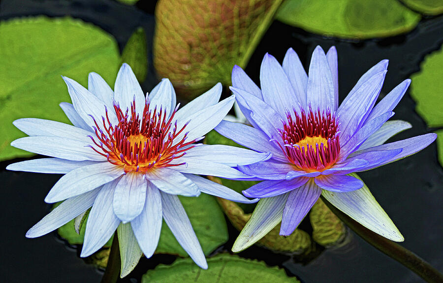 Flower Photograph - Blue Water Lilies by Judy Vincent