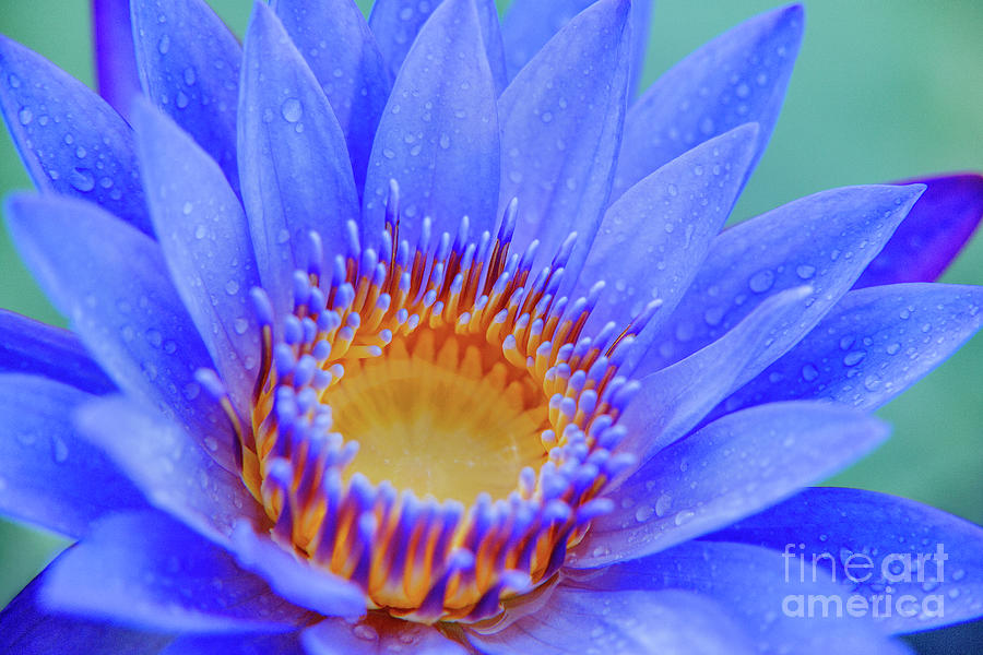 Blue Water Lily Photograph by Julia Hiebaum