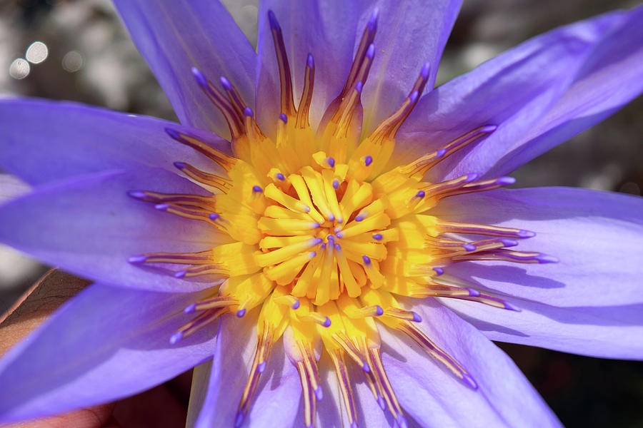 blue-water-lily-photograph-by-md-kamruzzaman-masud-pixels