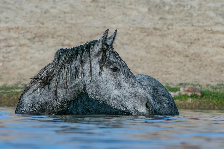 Blue Water Mare Photograph by Kent Keller