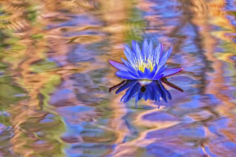Blue Waterlily Photograph by Kay Brewer