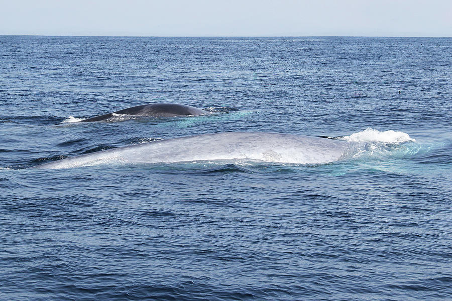 Blue Whale And Fin Whale Together Photograph By Michael Peak - Fine Art 