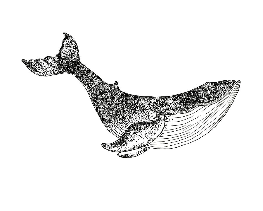 Blue Whale Drawing by Dawn Chavez