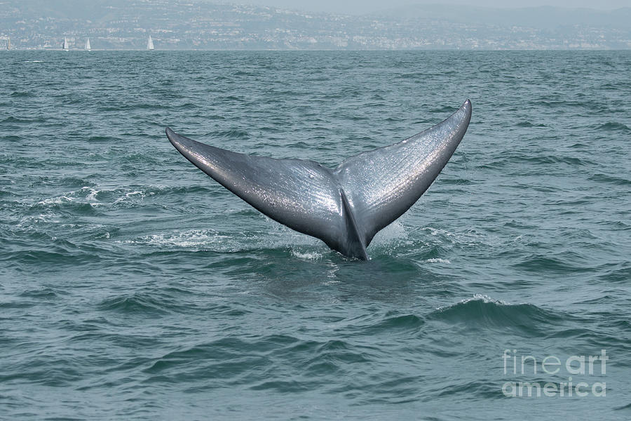 Blue Whale Fluke Dana Point Photograph by Loriannah Hespe