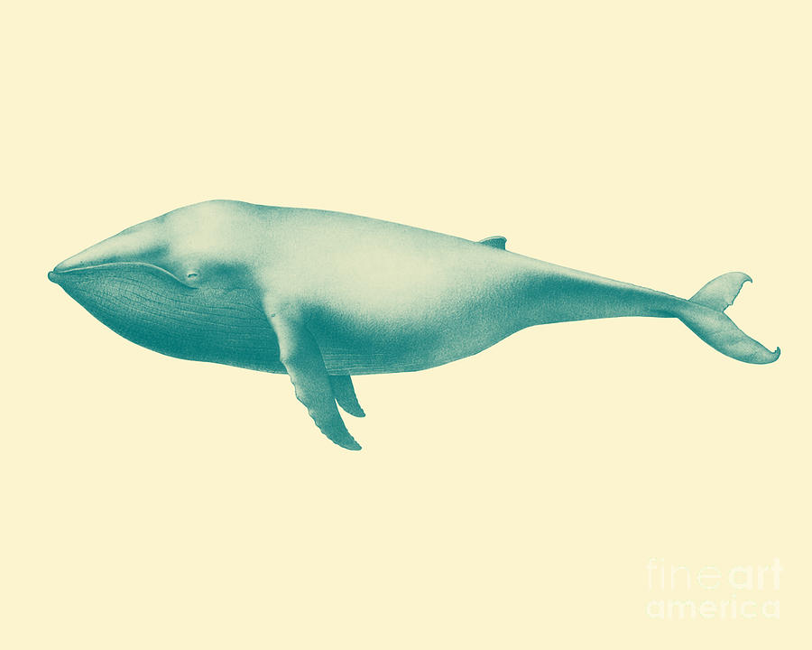 Whale Digital Art - Blue Whale by Madame Memento