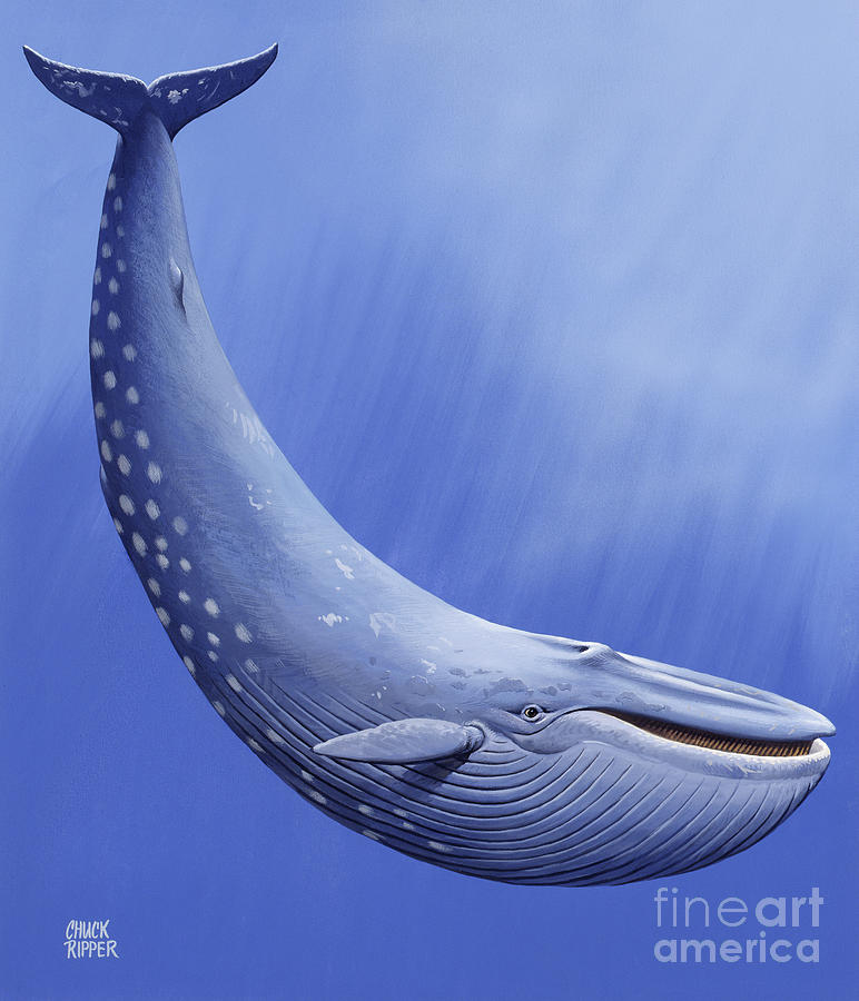Blue Whale Swimming In Ocean Painting by Chuck Ripper