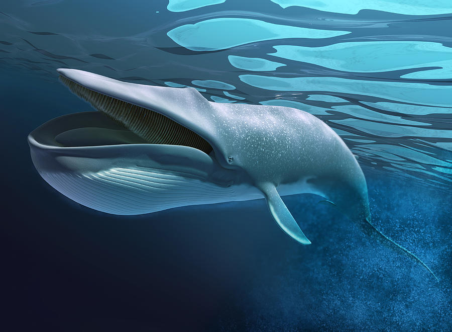 Blue whale swimming underwater with bubbles trail and caustics on water surface. Drawing by Leonello Calvetti/Stocktrek Images