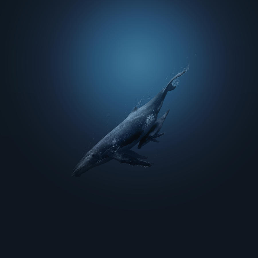 Blue Whales Photograph By Alex Goljakov