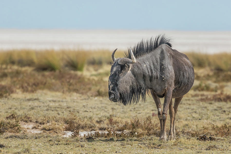 Blue Wildebeest Photograph by Belinda Greb
