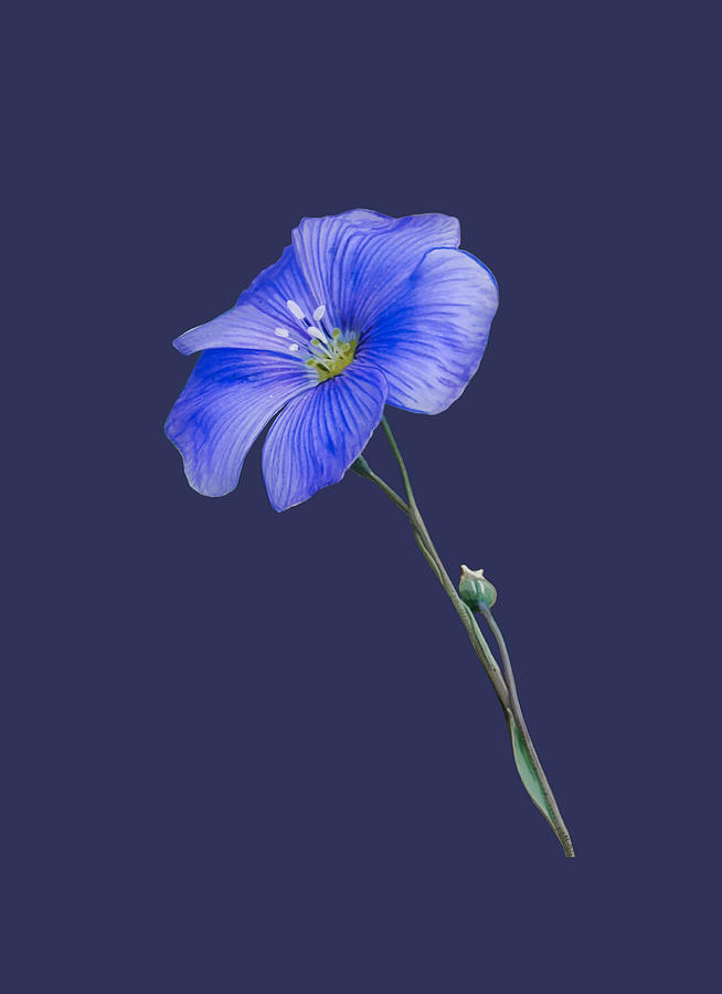 Blue Wildflower Painting by Judy Cuddehe