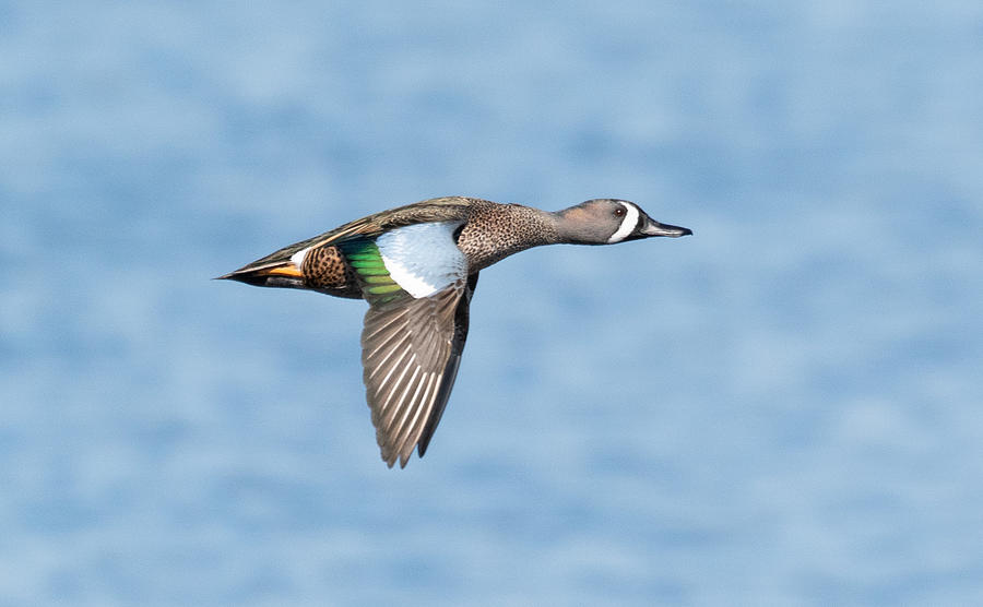 Blue Wing in Flight Photograph by Chad McWilliams - Fine Art America