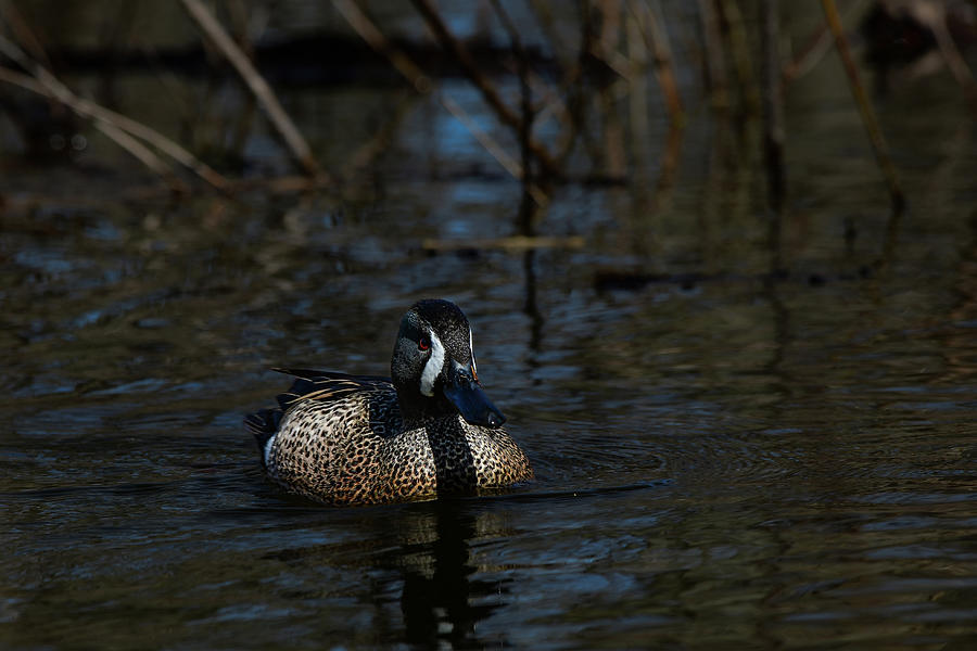 Blue wing Teal early morning Photograph by Dwight Eddington - Fine Art ...