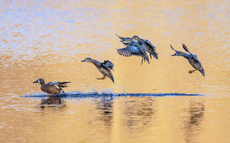 Blue Wing Teal Landing Photograph by Larry Maras Blue Wing Teal Landing Photograph by Larry Maras